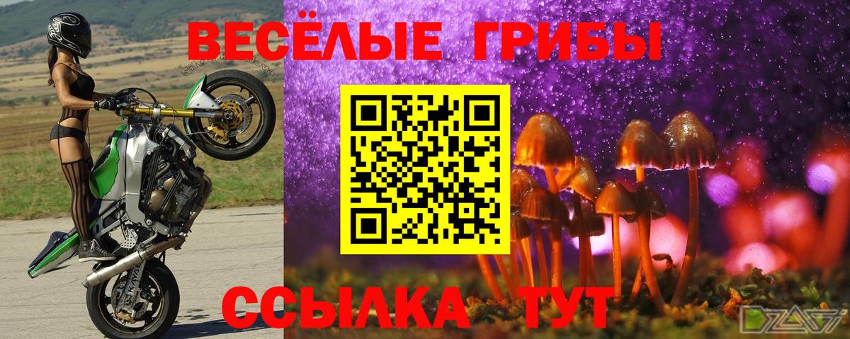 Галлюциногенные грибы Psilocybine cubensis  Вход с VPN  Псилоцибиновые грибы Cubensis  Железногорск 