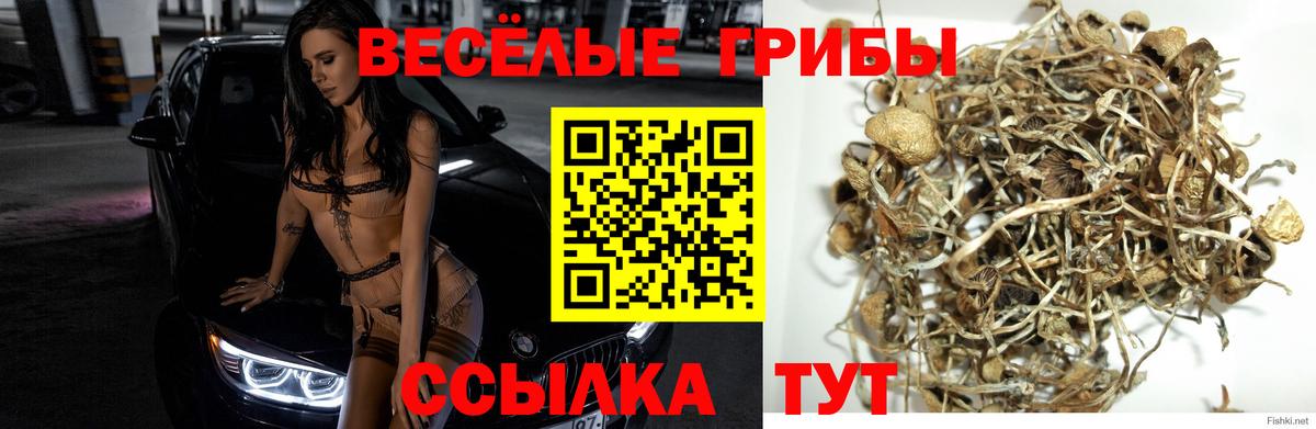 Псилоцибиновые грибы Psilocybe  Псилоцибиновые грибы MAGIC MUSHROOMS  Железногорск 